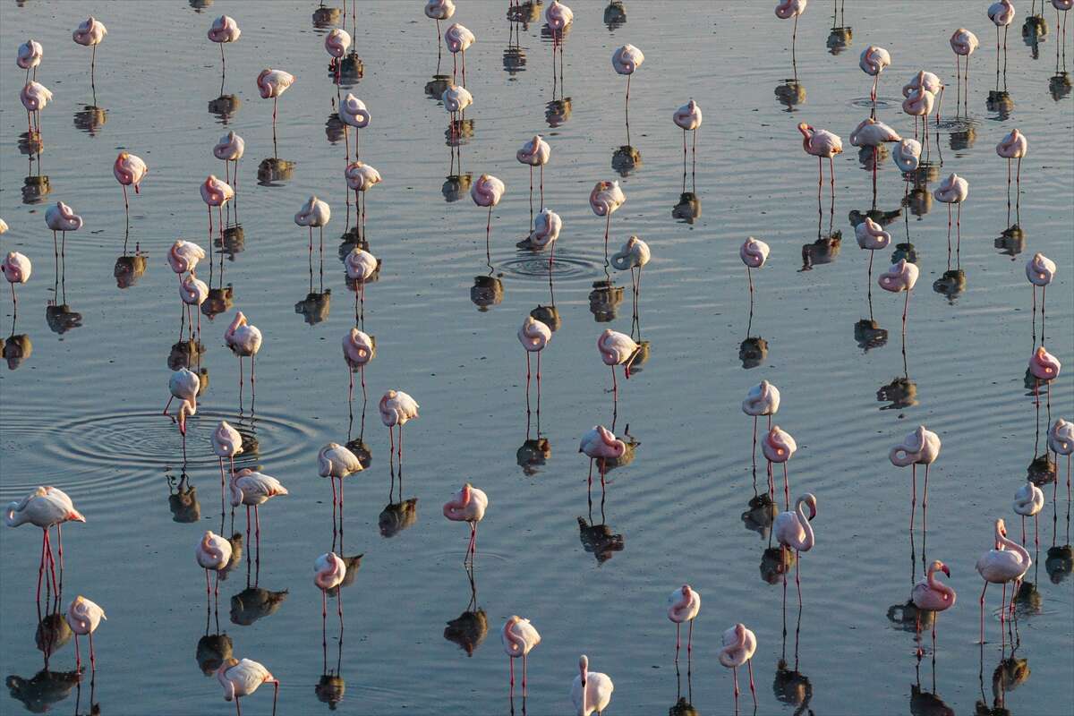 Konya’da kuruyan göl yeniden canlandı, flamingolar geri döndü 10